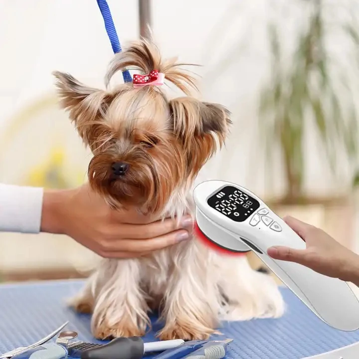 laser treatment for canine arthritis1 laser treatment for canine arthritis1